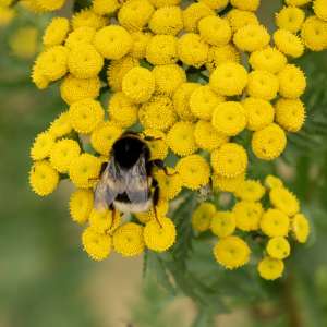 Hummel Hummel
